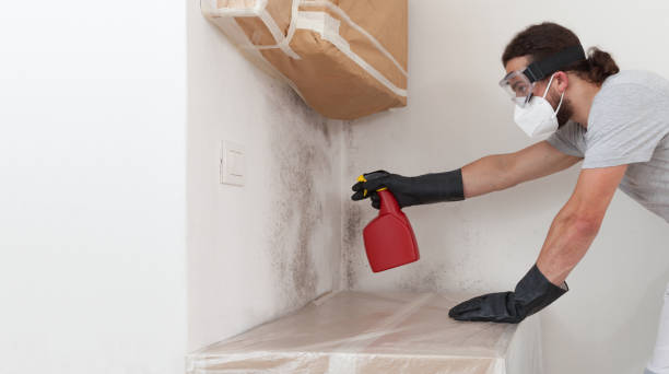 Professional Basement Mold Removal technician working in Highspire, PA