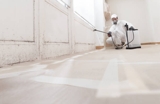 24/7 Emergency Basement Mold Removal experts in Highspire, PA