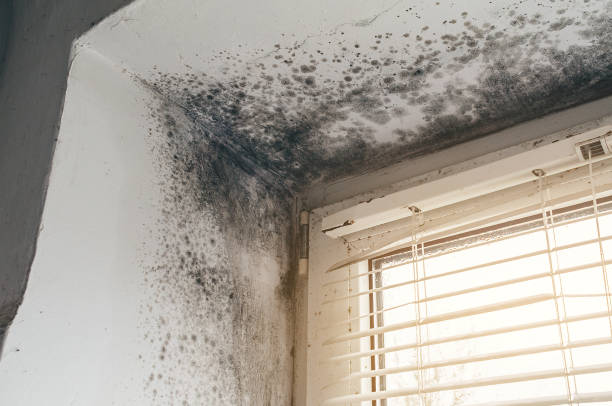 Affordable Basement Mold Removal solutions in Highspire, PA