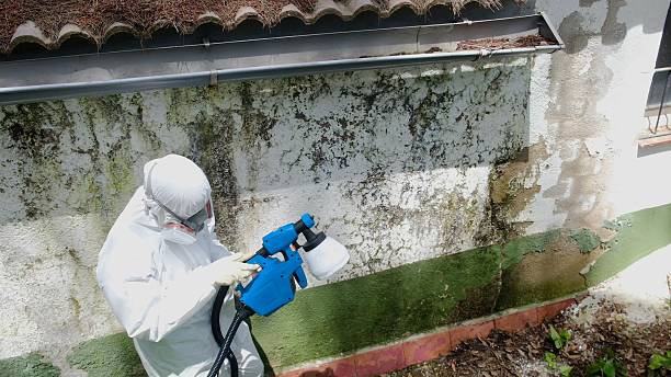 Top rated local Basement Mold Removal specialists in Highspire, PA